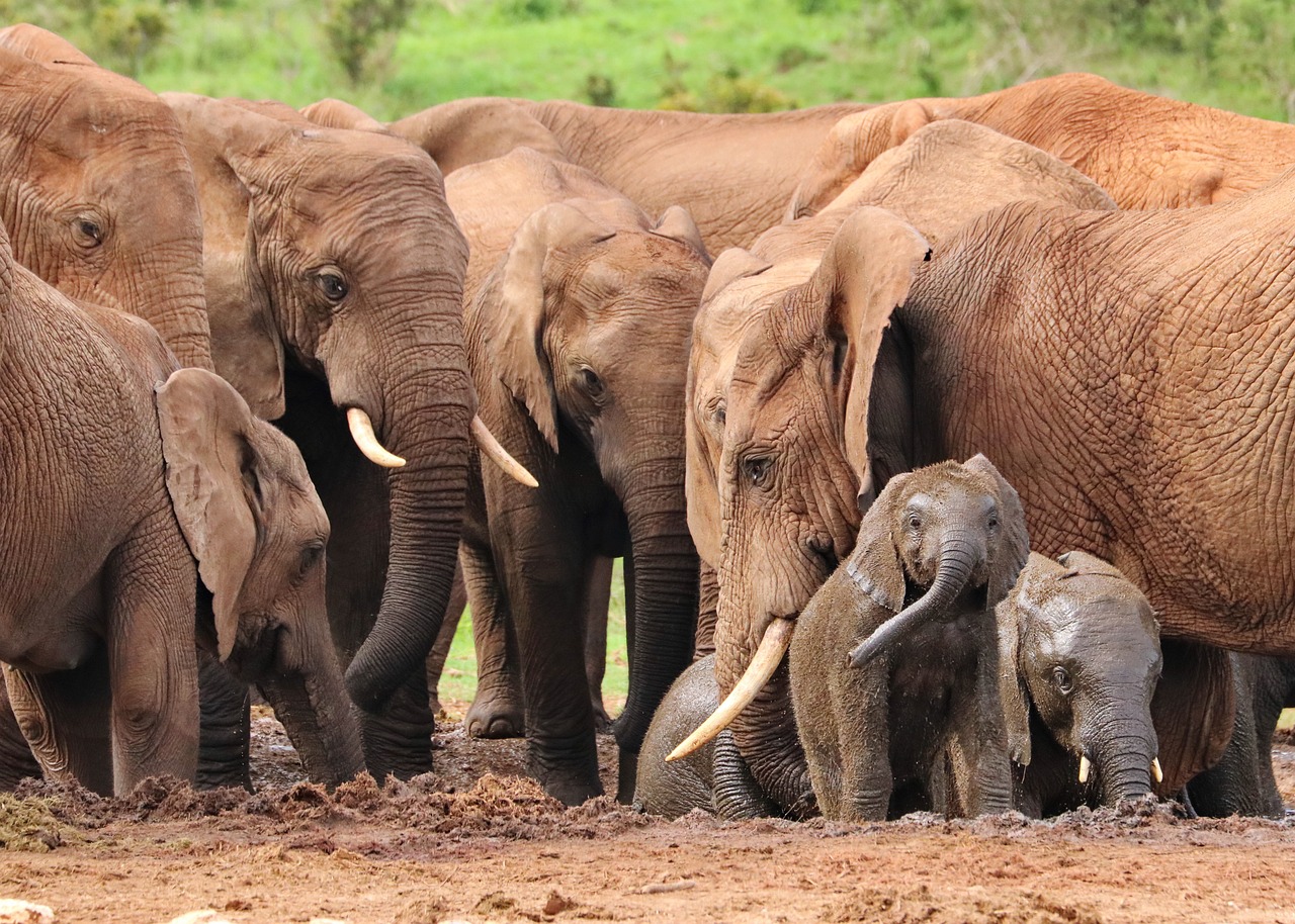 Tarangire National Park