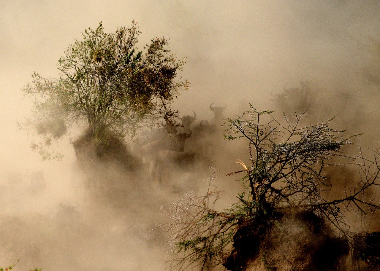 Tarangire National Park