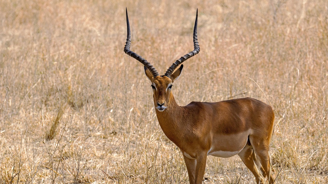 Selous Game Reserve