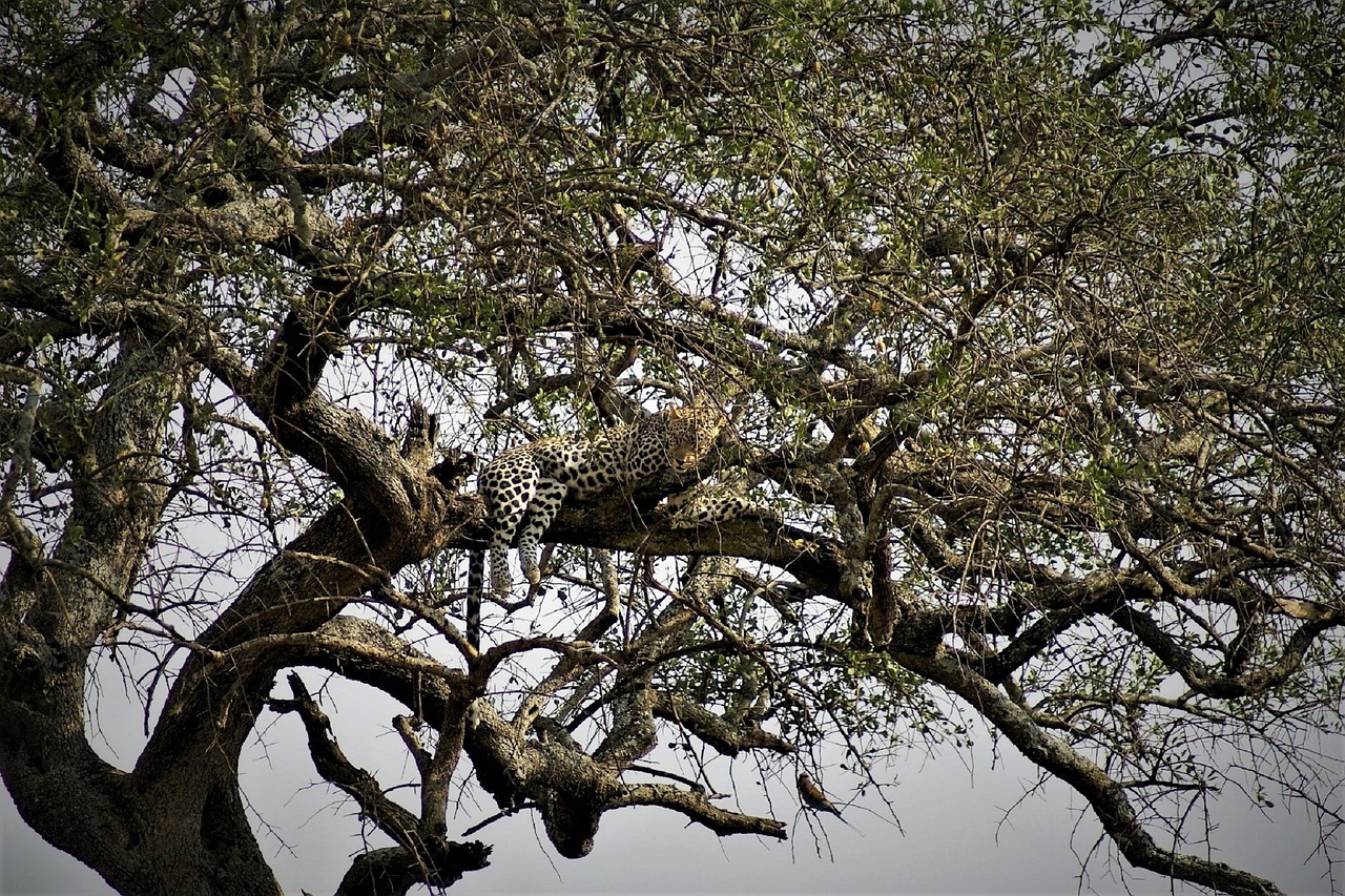 6 Days Tanzania Safari