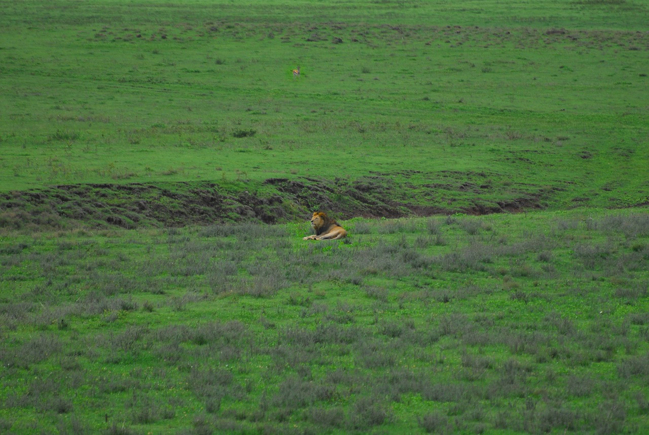 Ngorongoro Crater