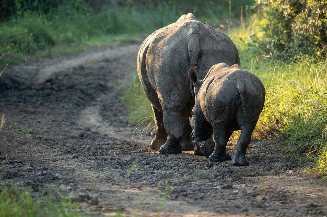 4 Days Tanzania Safari