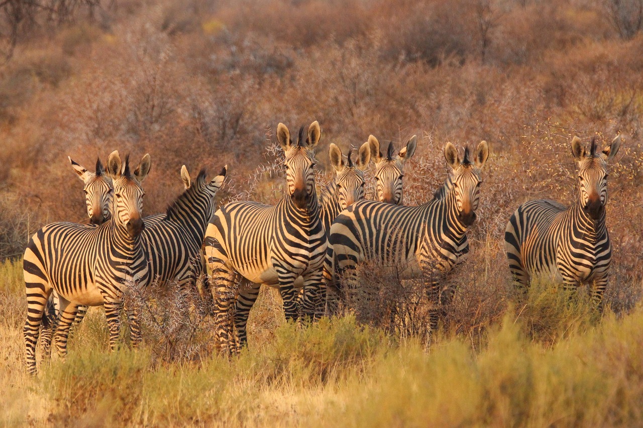 Conservation